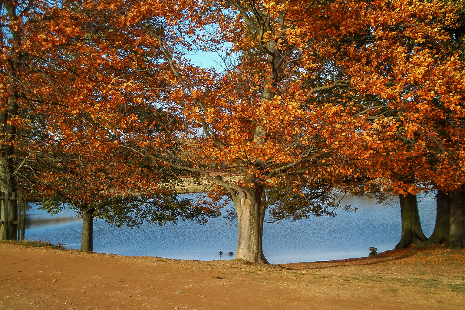 Autumn Trees with autumn colours by a lake